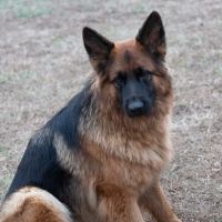 Animal Medical Center of Rome ico