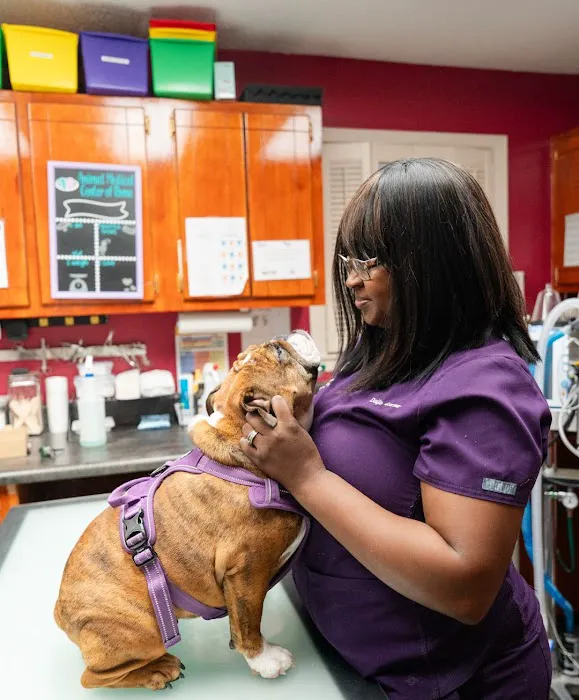 Animal Medical Center of Rome 4