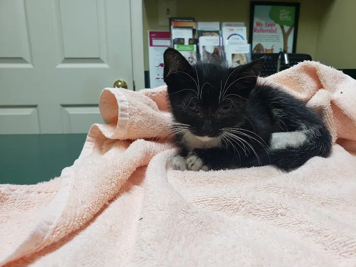 Animal Medical Center 4