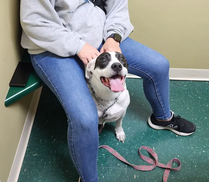 Animal Medical Center 5