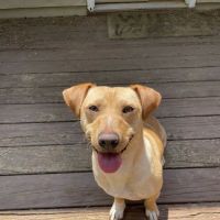 PetVet Vaccination Clinic ico