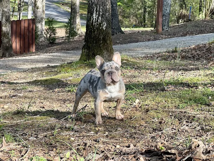 Wedowee Animal Hospital 12
