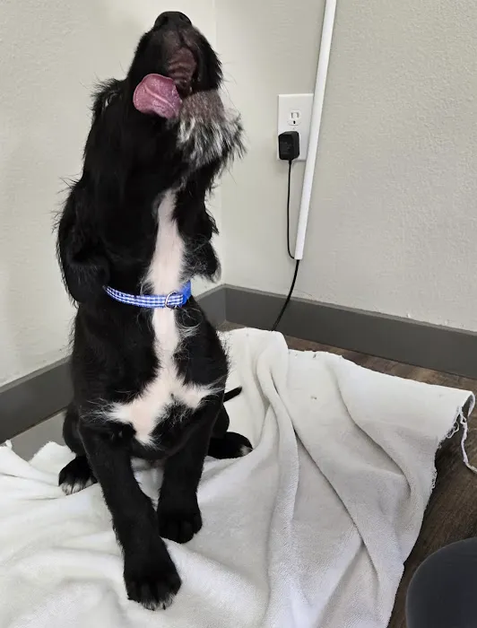 Wedowee Animal Hospital 12