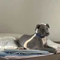 Rolling Hills Veterinary Services ico