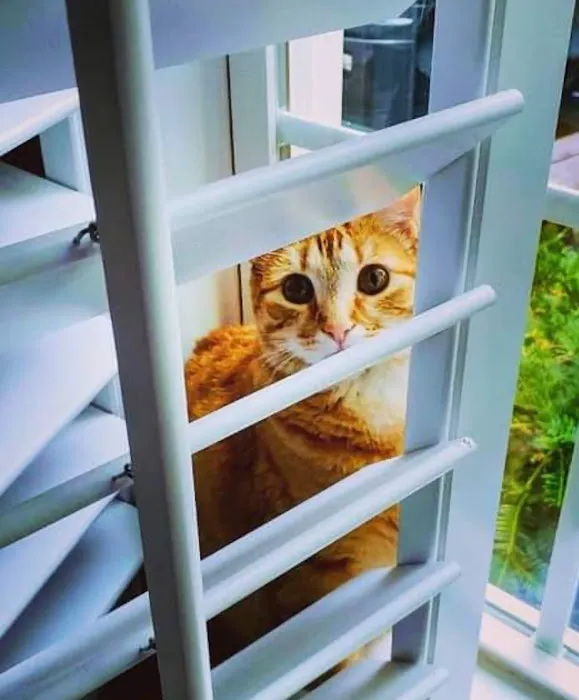 Harmony Animal Hospital 8