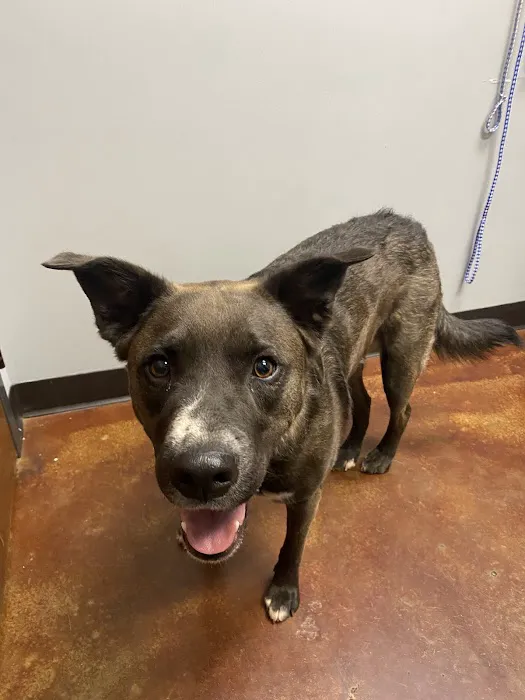 Harmony Animal Hospital 3