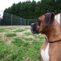Hickory Flat Animal Hospital ico