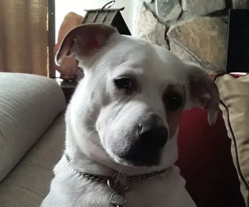 PetVet Vaccination Clinic