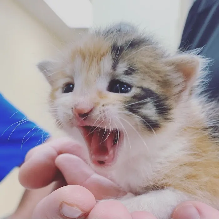 Vickery Animal Hospital 3