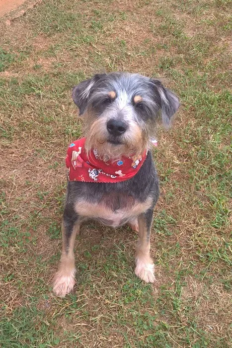 Vickery Animal Hospital 6