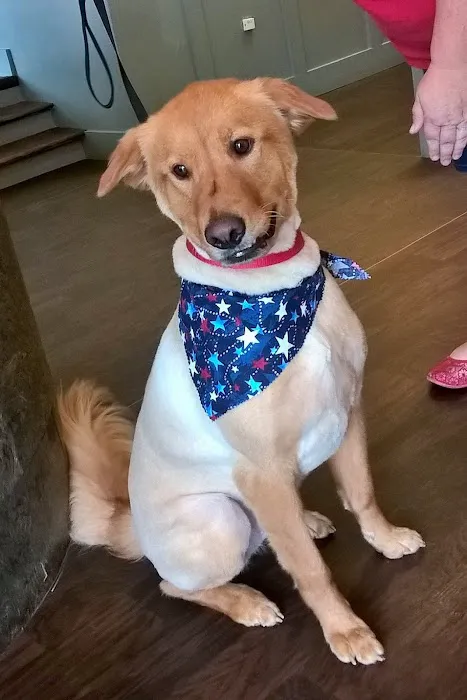 Vickery Animal Hospital 4