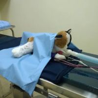 Vickery Animal Hospital ico
