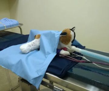 Vickery Animal Hospital