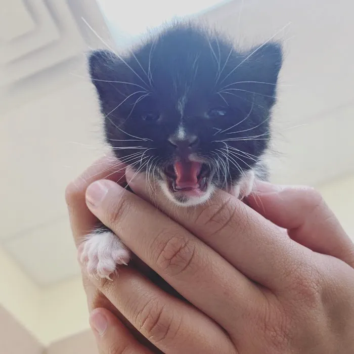 Vickery Animal Hospital 8