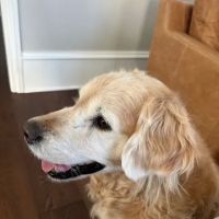 Big Creek Animal Hospital ico