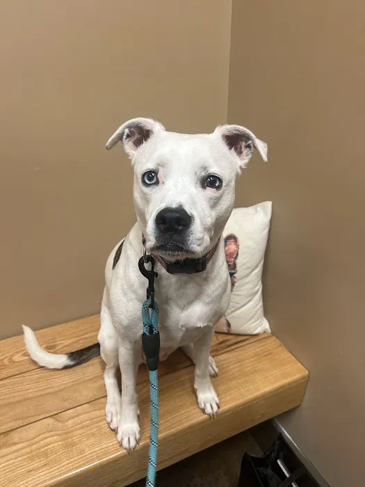Big Creek Animal Hospital 2