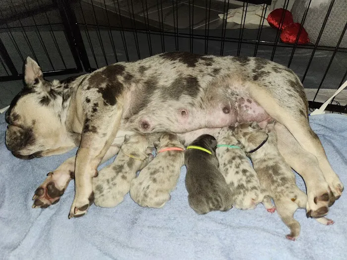 Hamby Road Animal Hospital 9