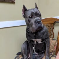 Hamby Road Animal Hospital ico