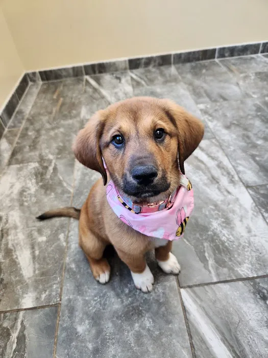 Riverstone Animal Hospital 6