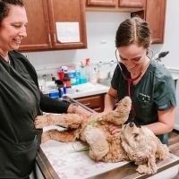 Express Vets North Canton ico