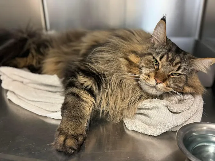 Animal Medical & Surgical Center 10
