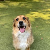 Animal Medical & Surgical Center ico