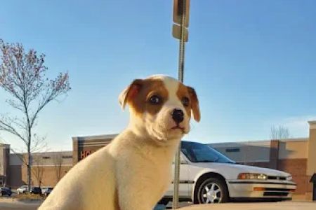 Pet Shots Express