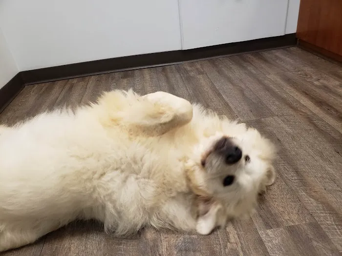 Pet Shots Express 6