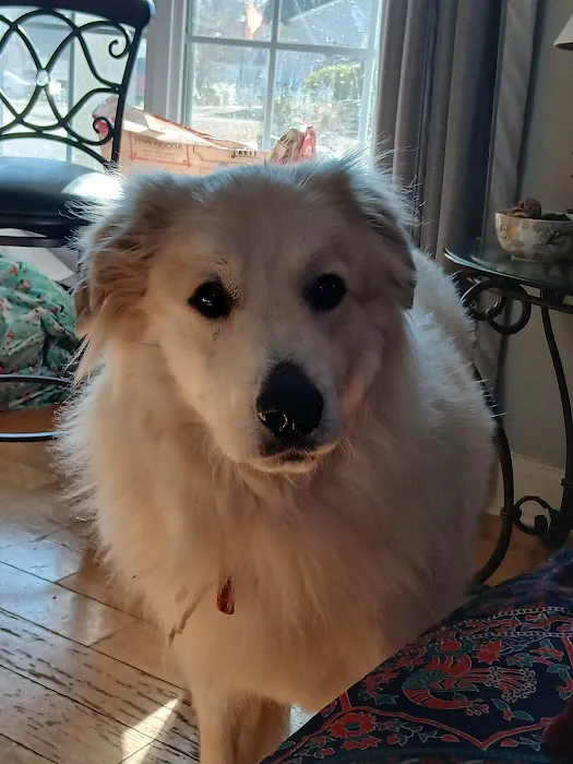 Pet Shots Express 4
