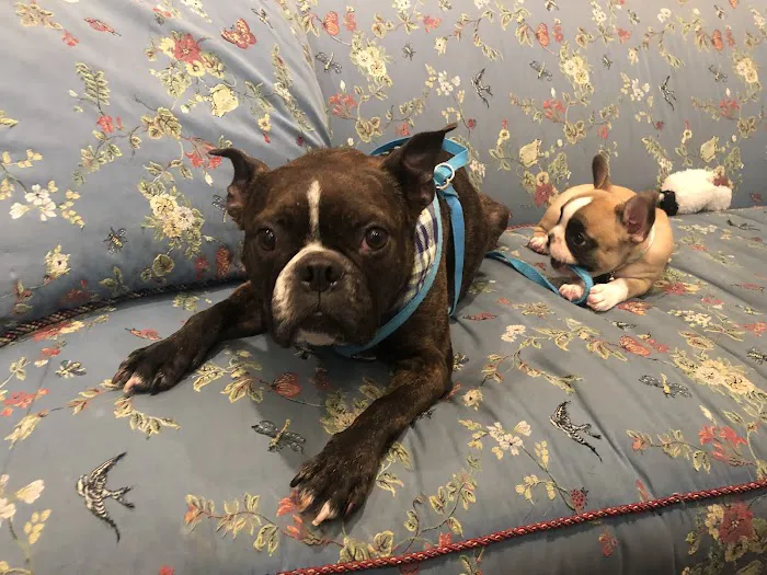Atlanta Center for Animal Osteopathy 2