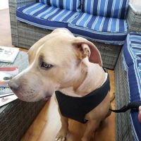 Sunrise Vet Hospital ico