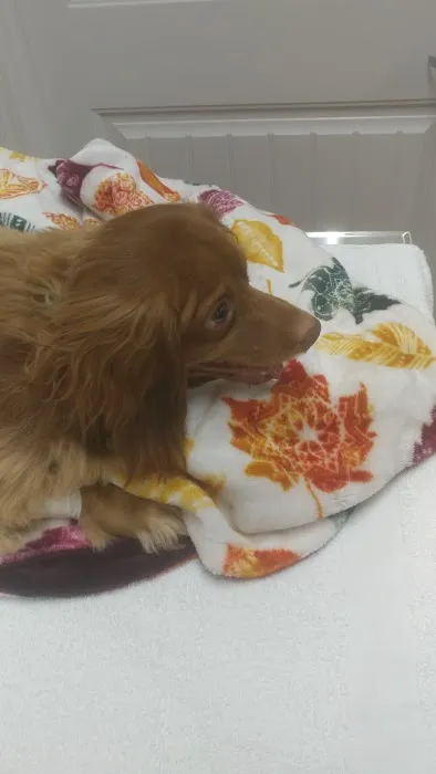 Sunrise Vet Hospital 4