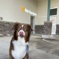 Walmart Pet Services ico