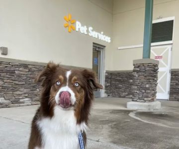 Walmart Pet Services