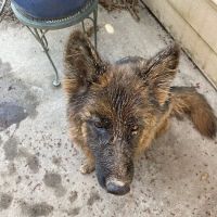 Dacula Animal Hospital ico