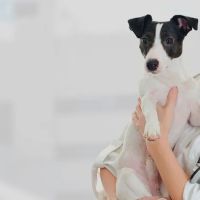 Animal Emergency Care of Braselton ico