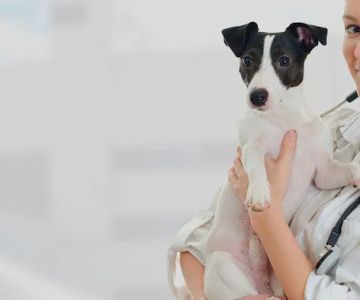 Animal Emergency Care of Braselton