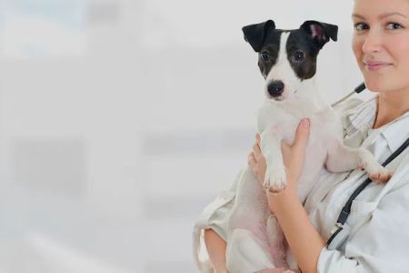 Animal Emergency Care of Braselton
