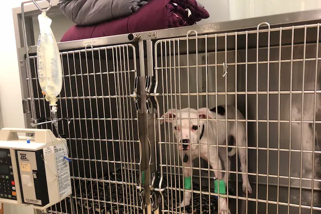Animal Emergency Care of Braselton 5
