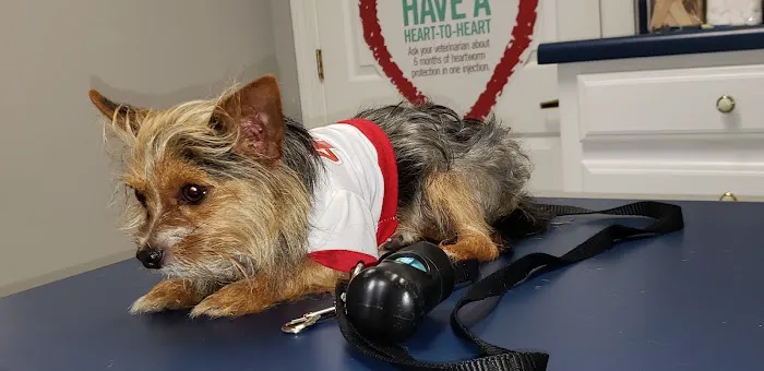 Hog Mountain Animal Hospital 1