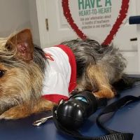 Hog Mountain Animal Hospital ico