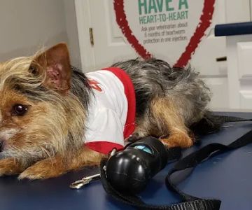 Hog Mountain Animal Hospital