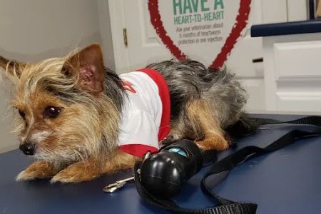 Hog Mountain Animal Hospital