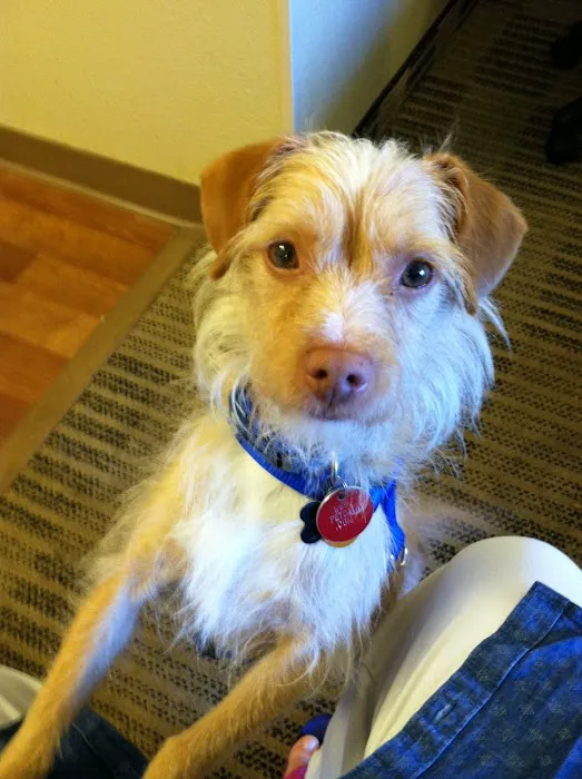 Hog Mountain Animal Hospital 7
