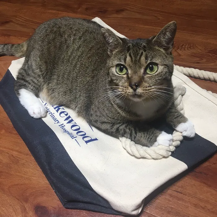 Lakewood Veterinary Hospital 9