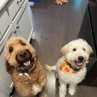 North Creek Animal Hospital ico