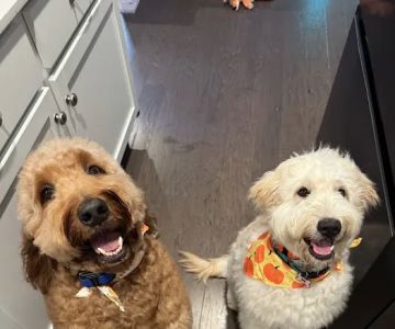 North Creek Animal Hospital