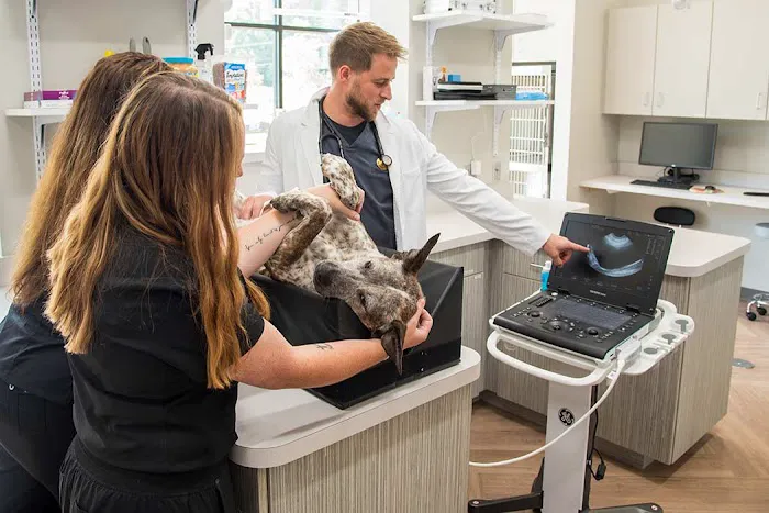 North Creek Animal Hospital 6