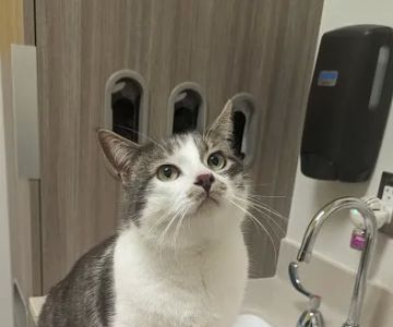 Oregon Humane Society - Community Veterinary Hospital