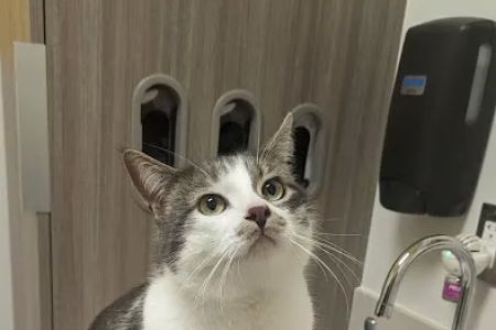 Oregon Humane Society - Community Veterinary Hospital